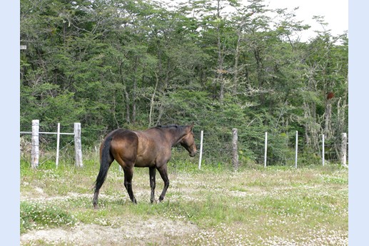 Viaggio in Argentina 2010